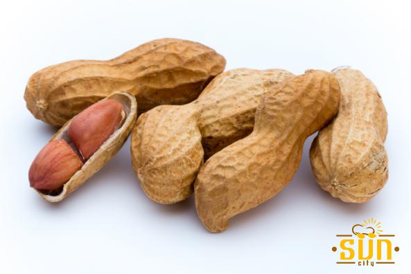 معرفی عوامل آسیب رسان به بادام زمینی ها