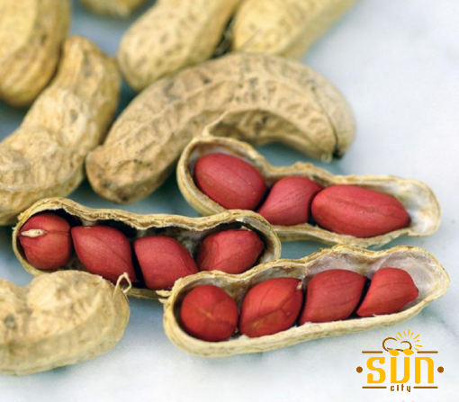 خرید بادام زمینی در گیلان از زمین کشاورزی